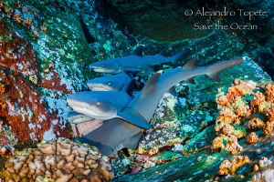 White tips sleeping, Roca Partida México by Alejandro Topete 